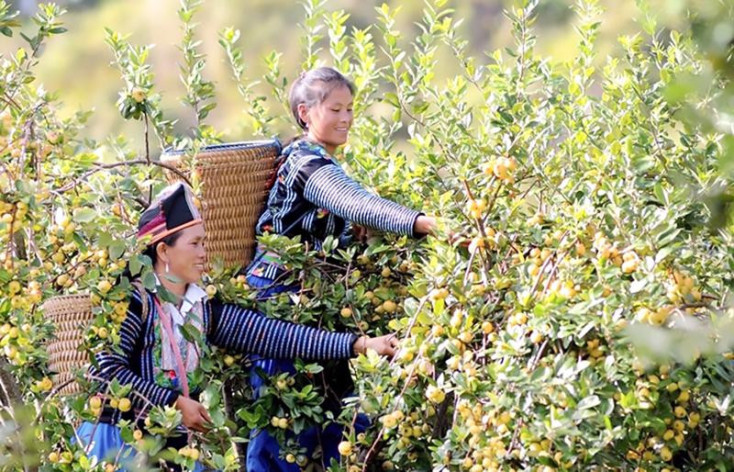 Vietnam Leads ASEAN in Impact Investment Index